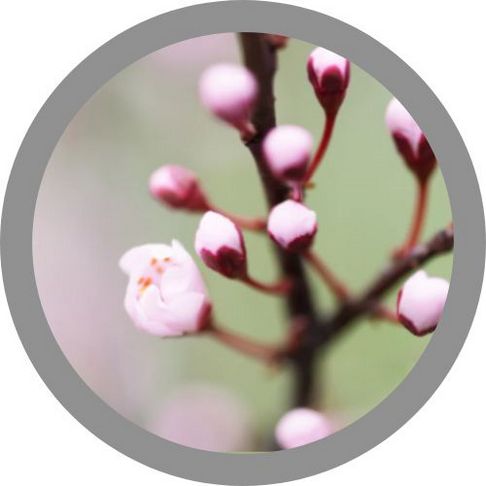 Virginie Roudière paysagiste